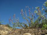 Veronica capsellicarpa. Цветущее растение. Краснодарский край, окр. г. Армавир, степной склон, на небольшом скальном выходе. 04.05.2023.