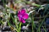 Dianthus versicolor. Цветок. Красноярский край, Шушенский р-н, берег р. Енисей в окр. устья р. Голубая, подножие лугового склона. 10.06.2022.