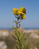 Galium verum. Верхушка побега с соцветием с частично повреждёнными цветками. Крым, Керченский п-ов, Приазовье, берег Азовского моря, на каменной глыбе. 25.06.2018.