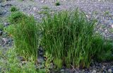 Carex acuta. Цветущие растения в сообществе с Equisetum и Salix. Красноярский край, Туруханский р-н, берег р. Енисей в р-не устья р. Хантайка, каменистый пляж. 27.07.2023.