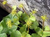 Caltha palustris