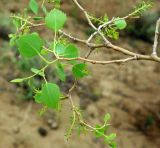 Populus diversifolia. Веточка с соплодиями. Казахстан, Кызылординская обл., Чиилийский р-н. 27.04.2011.
