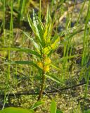 Naumburgia thyrsiflora