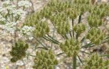 Astrodaucus littoralis