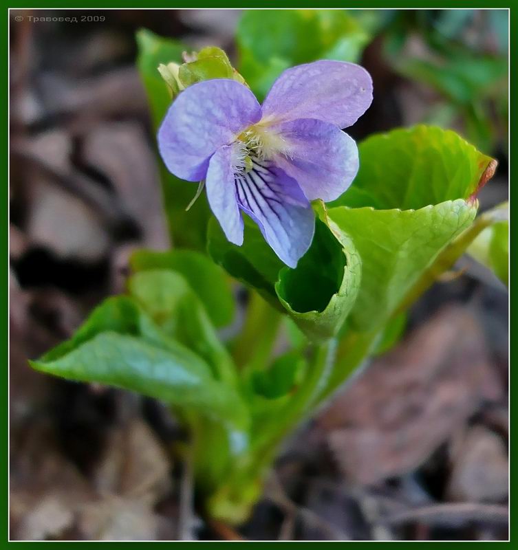 Фиалка удивительная (Viola mirabilis). Автор фото: Сергей Апполонов