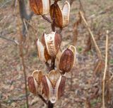 Cardiocrinum cordatum