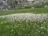 род Eriophorum. Аспект плодоносящих растений (вероятно, смесь Eriophorum vaginatum и какого-то другого вида). Карачаево-Черкесия, Зеленчукский р-н, ущелье р. Большая Марка, восточный исток, луг на пути к оз. Большому Маркинскому. Август 2009 г.