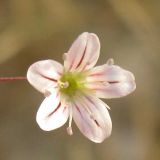 Gypsophila capillaris. Цветок. Израиль, г. Беэр-Шева, рудеральное местообитание. 14.04.2013.