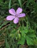 Geranium asphodeloides. Верхушка побега с цветком и бутонами. Крым, окр. Ялты, пос. Голубой Залив, обочина. 30 апреля 2013 г.