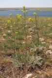 Erysimum canescens. Цветущие растения. Западный Крым, оз. Донузлав. 20 мая 2013 г.