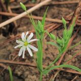 Stellaria holostea