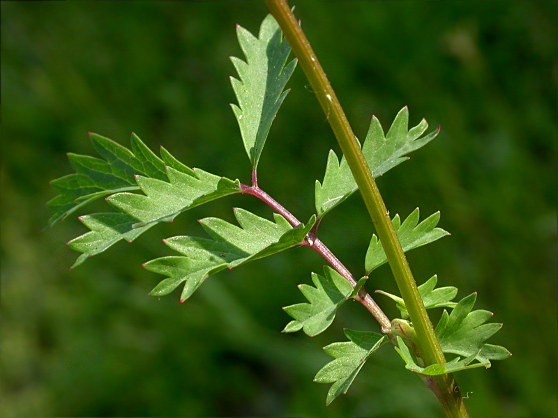 Изображение особи Poterium sanguisorba.