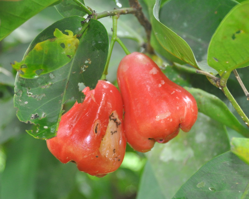 Изображение особи Syzygium samarangense.