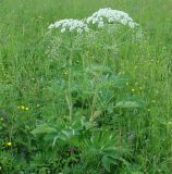 Heracleum dissectum