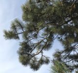 Pinus nigra. Ветвь. Германия, г. Кемпен, в парке. 23.02.2014.