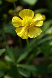 Ranunculus franchetii