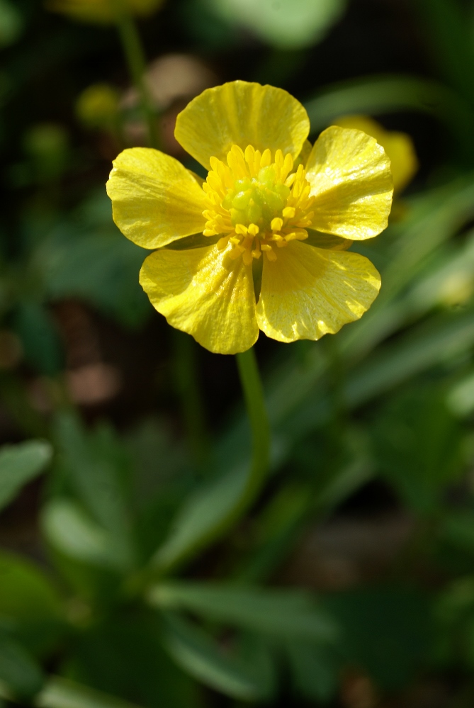 Изображение особи Ranunculus franchetii.