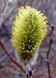 Salix lanata