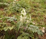 Phlomoides speciosa