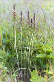 Pedicularis uralensis