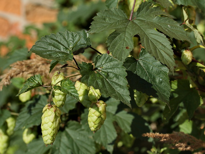 Изображение особи Humulus lupulus.