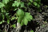 Ranunculus constantinopolitanus