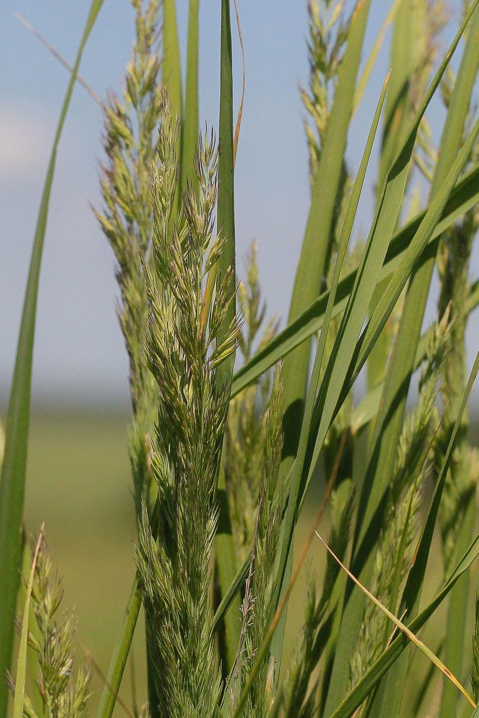 Изображение особи Calamagrostis epigeios.