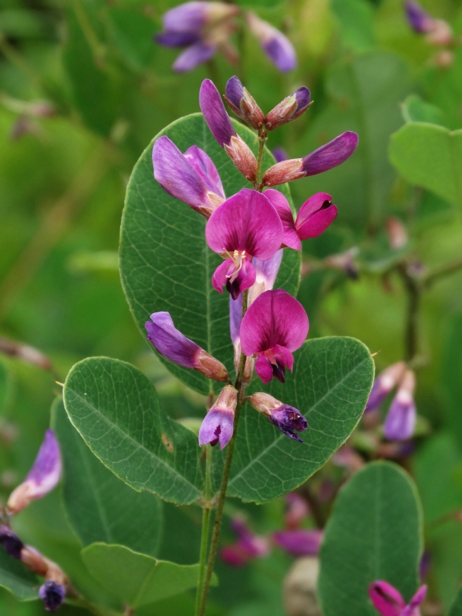 Изображение особи Lespedeza bicolor.