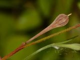 Oenothera rosea. Плод. Израиль, Шарон, г. Тель-Авив, ботанический сад тропических растений, берег ручейка. 06.06.2016.