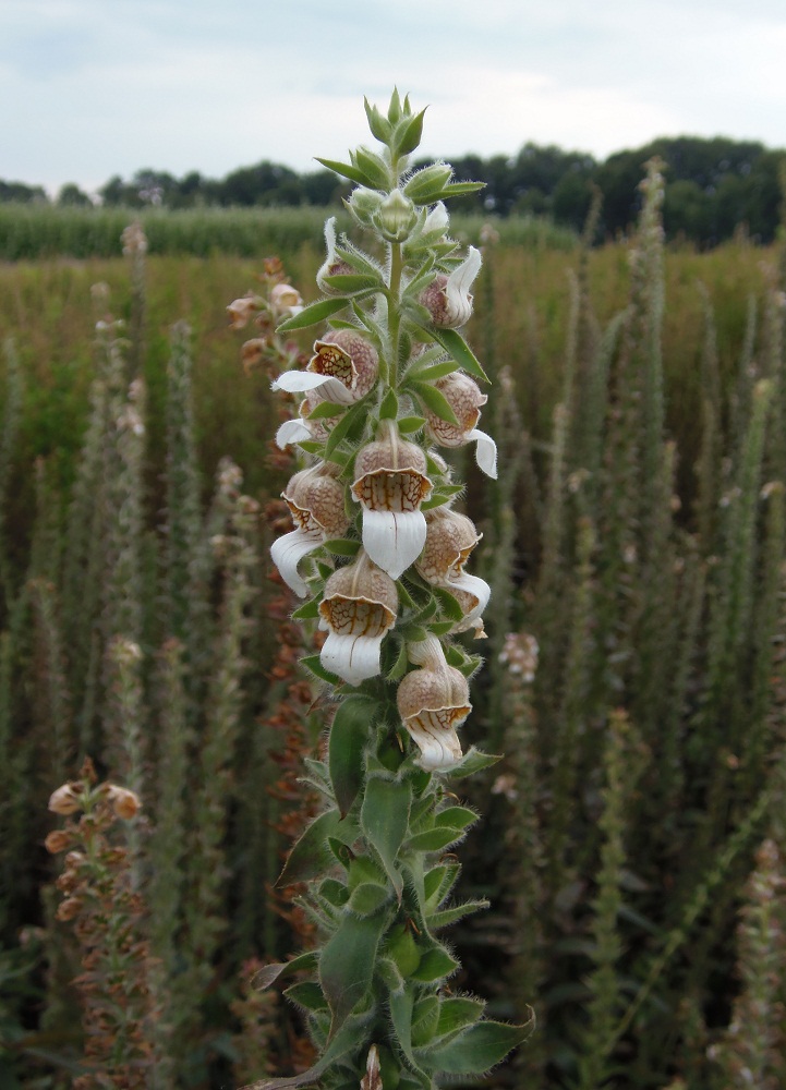 Изображение особи Digitalis lanata.