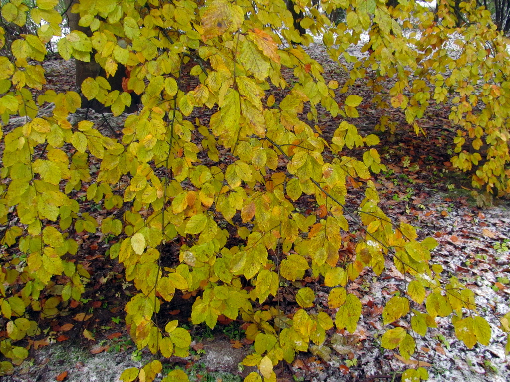 Изображение особи Fagus grandifolia.