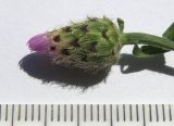 Centaurea biebersteinii