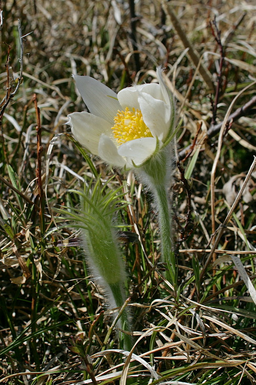 Изображение особи Pulsatilla patens.