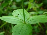 Galium rubioides. Узел с листьями в средней части побега. Пензенская обл., Каменский р-н, с. Блиновка, северная окраина, широколиственный лес. 10 августа 2016 г.