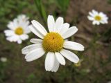 Anthemis arvensis. Соцветие-корзинка. Нидерланды, провинция Gelderland, община Wijchen, у края посевов озимой ржи. 12 июня 2010 г.