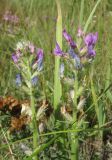 Oxytropis campanulata