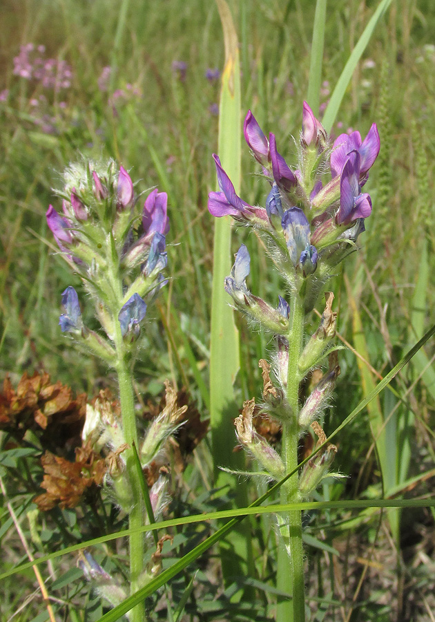 Изображение особи Oxytropis campanulata.