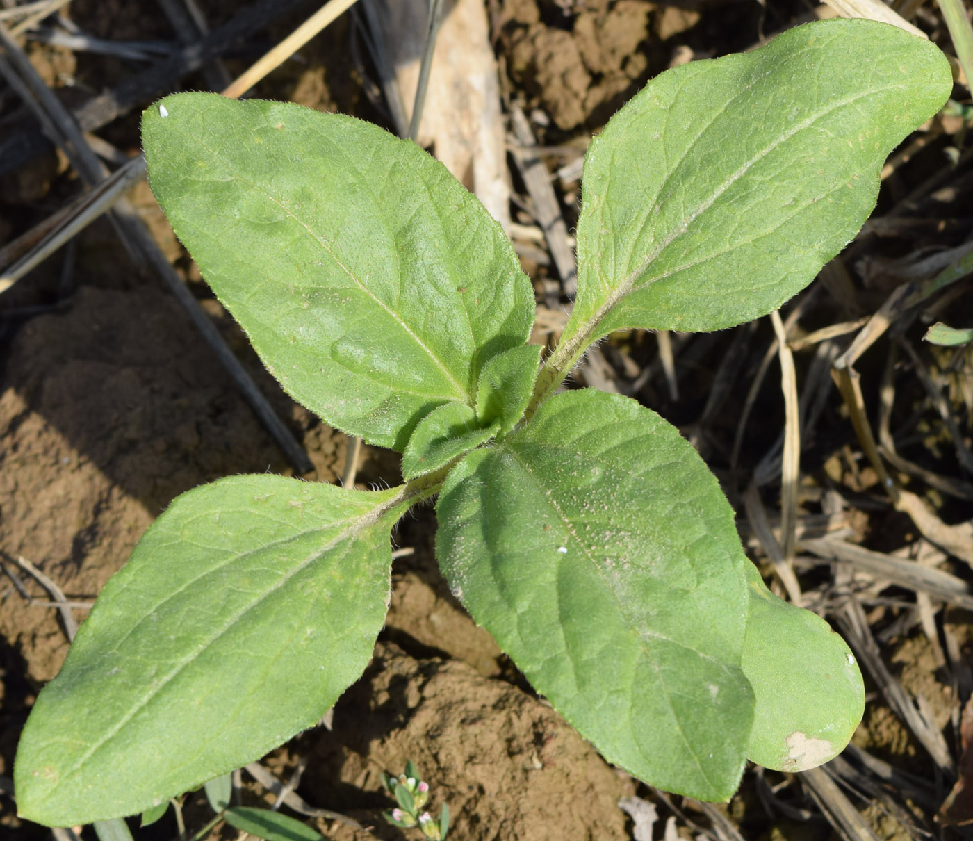 Изображение особи Helianthus annuus.