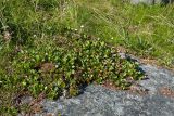 Salix herbacea. Куртина плодоносящих растений. Мурманская обл., Кольский р-н, окр. пос. Дальние Зеленцы, окр. Столбового озера, склон восточной экспозиции небольшой сопки, нивальная луговина. 03.08.2017.