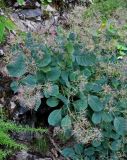 Cotinus coggygria