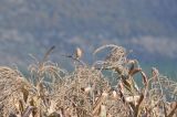 Zea mays. Верхушки сухих растений с сидящей самкой Saxicola maura. Китай, провинция Юньнань, городской округ Лицзян, поле между пос. Байша и г. Лицзян. 02.11.2016.