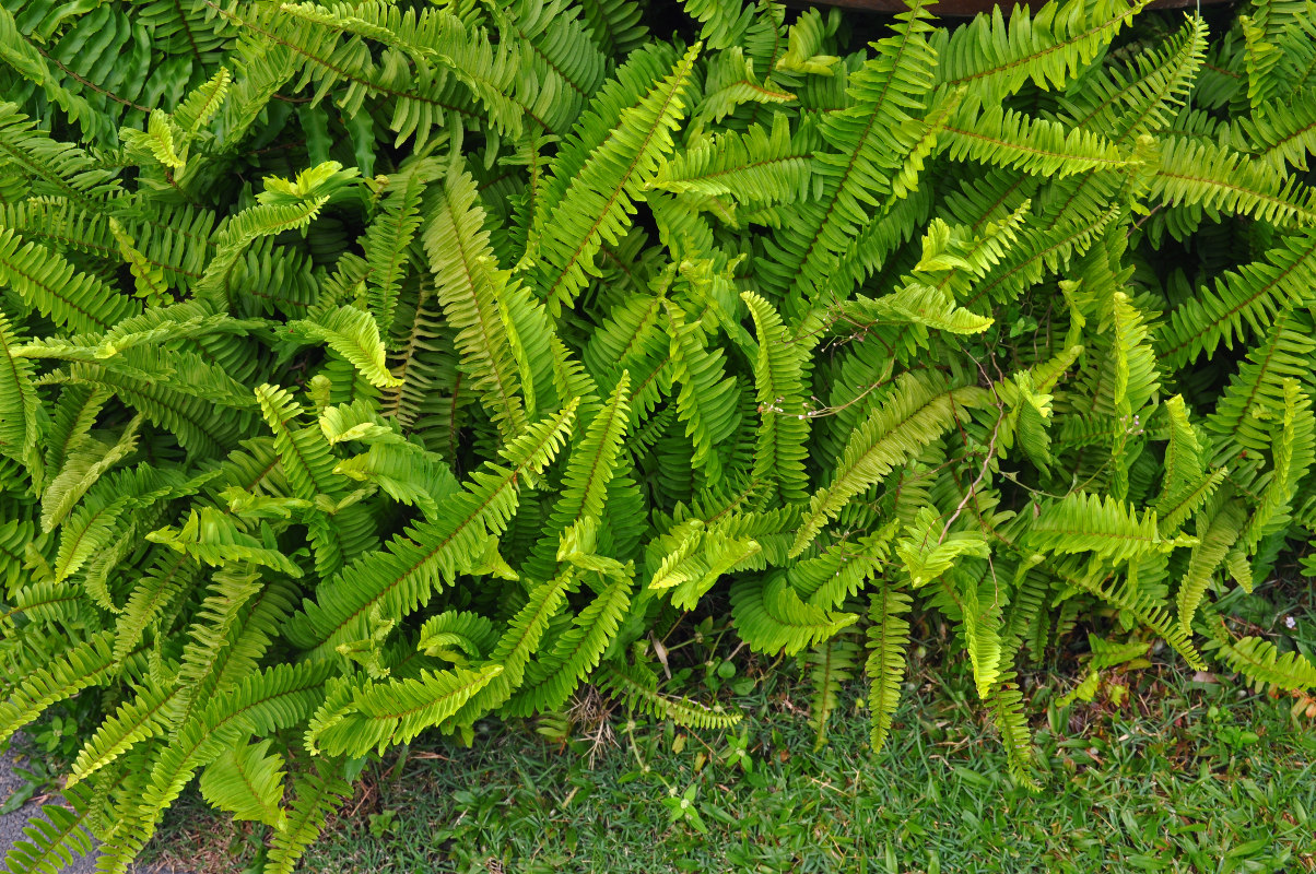 Изображение особи Nephrolepis cordifolia.