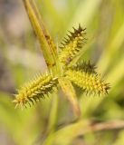 Carex pseudocyperus