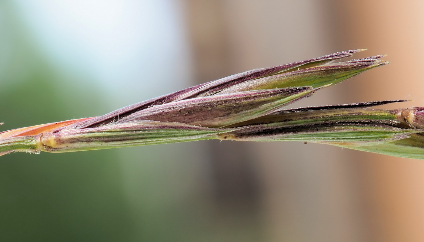 Изображение особи Elymus fibrosus.