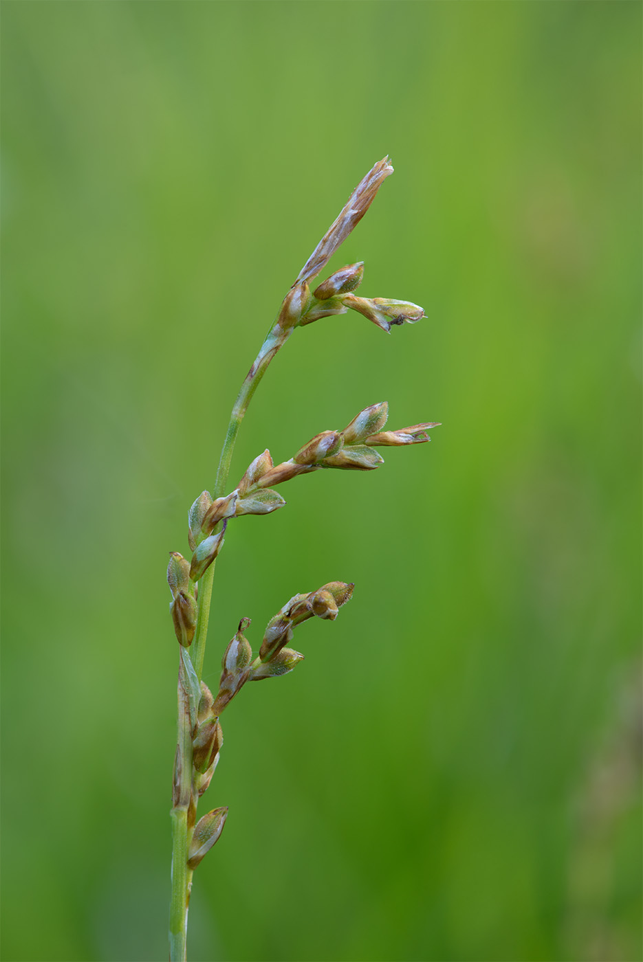 Изображение особи Carex digitata.