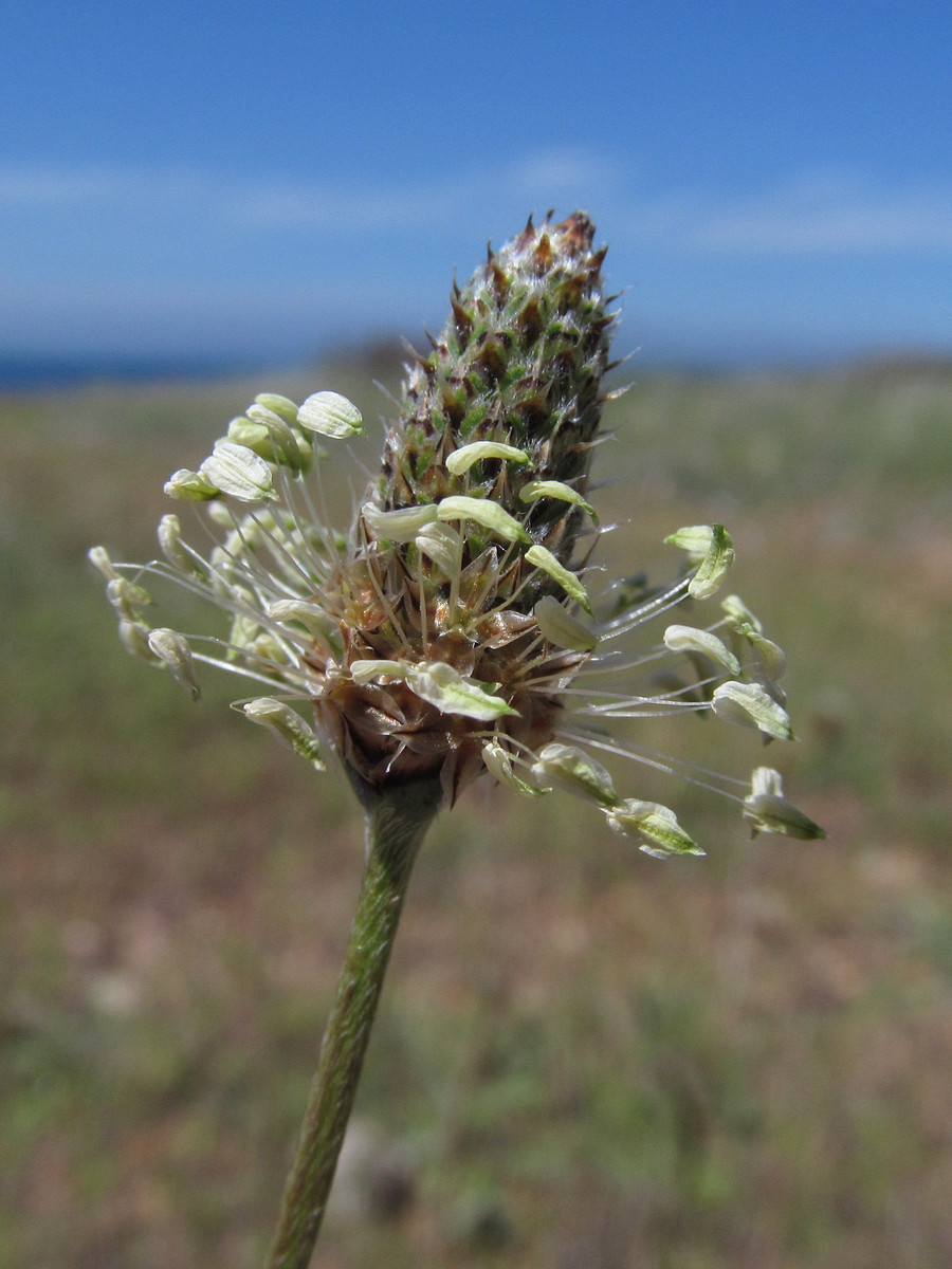 Изображение особи Plantago dubia.