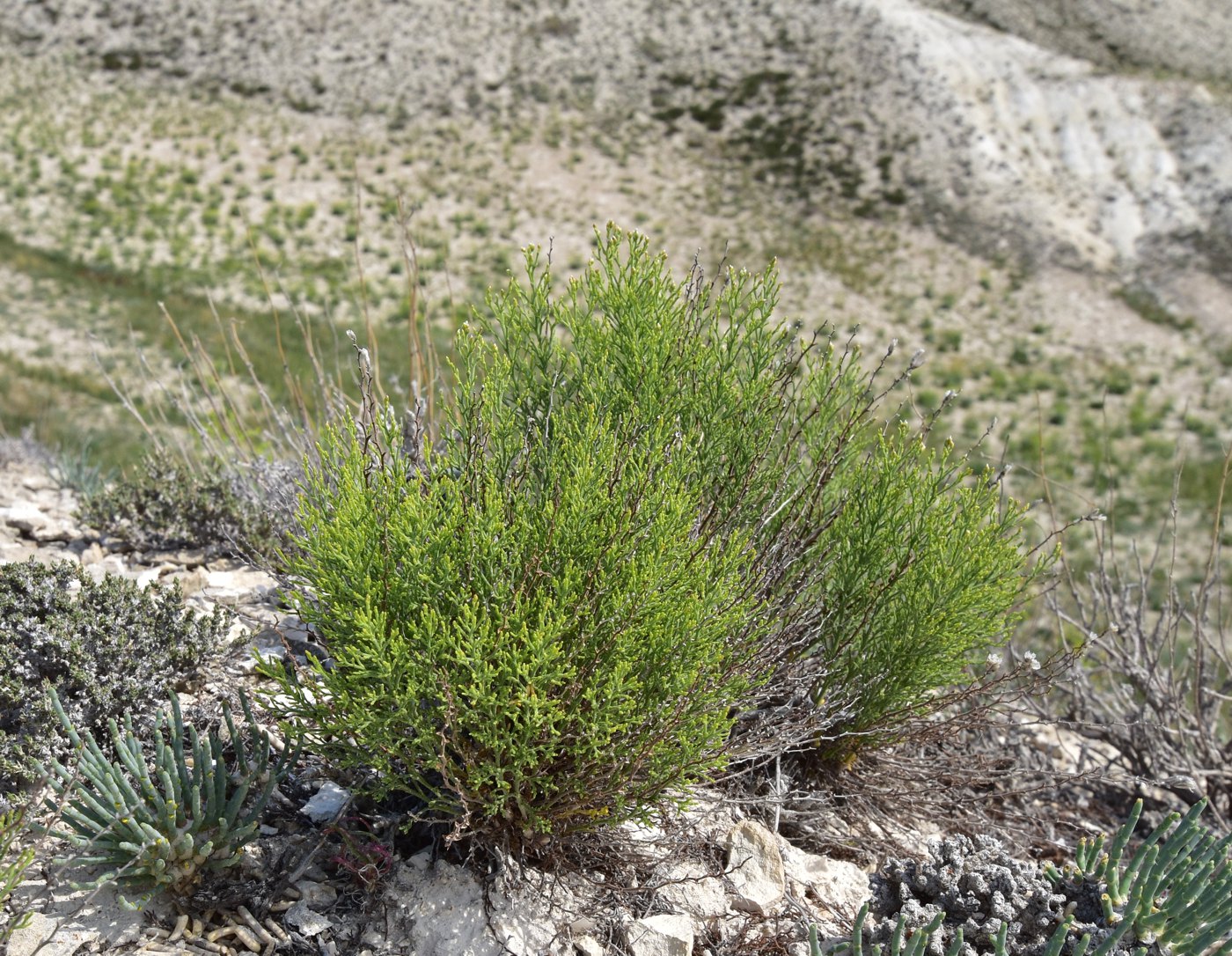 Изображение особи Limonium cretaceum.