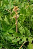 Orobanche pallidiflora