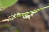 Carex subumbellata. Верхушка побега с соплодиями и отцветшим тычиночным колоском. Сахалинская обл., Томаринский р-н, окр. г. Томари, верхняя часть сопки, лиственичный лес. 02.08.2017.