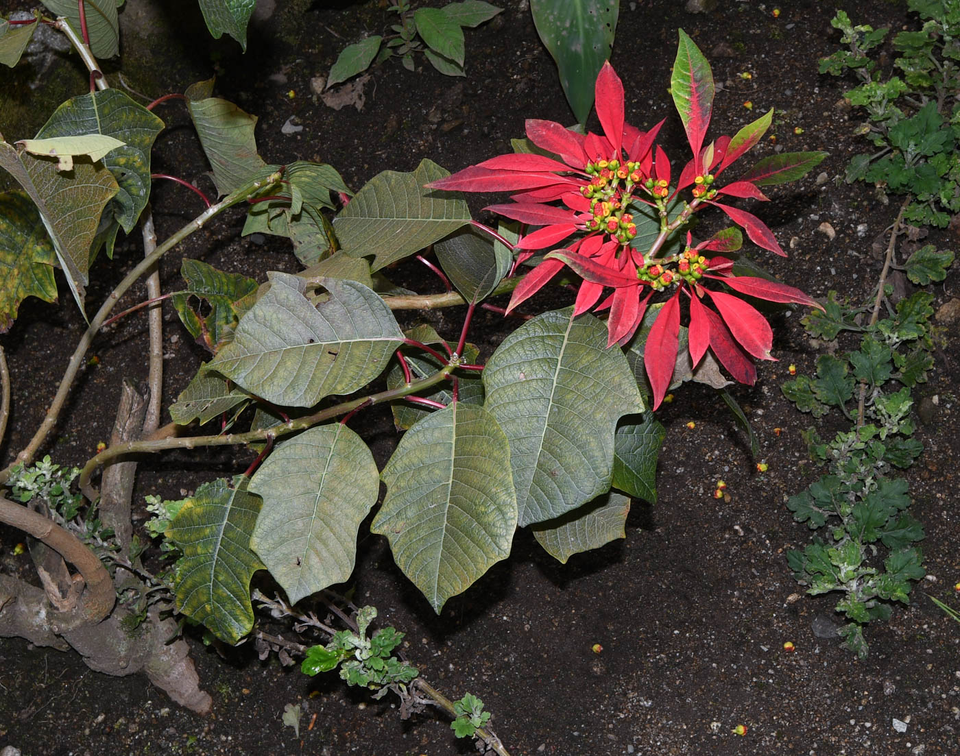 Image of Euphorbia pulcherrima specimen.